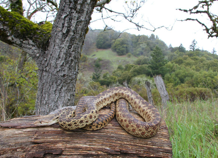 pacific gopher snake